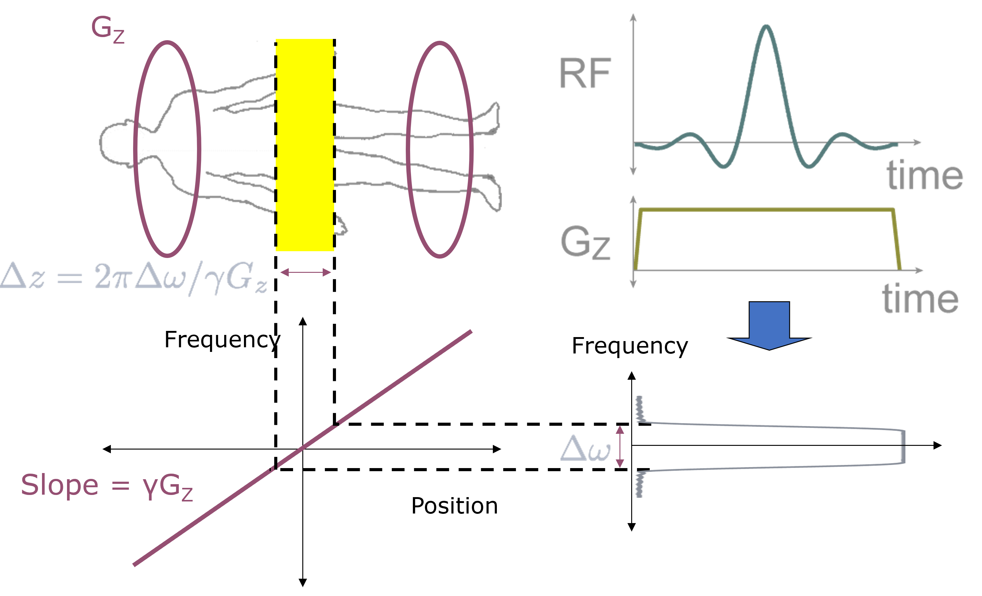 Illustration of how gradients convert a RF pulse frequency profile in the a spatial profile